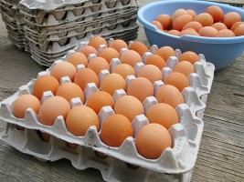 egg trays